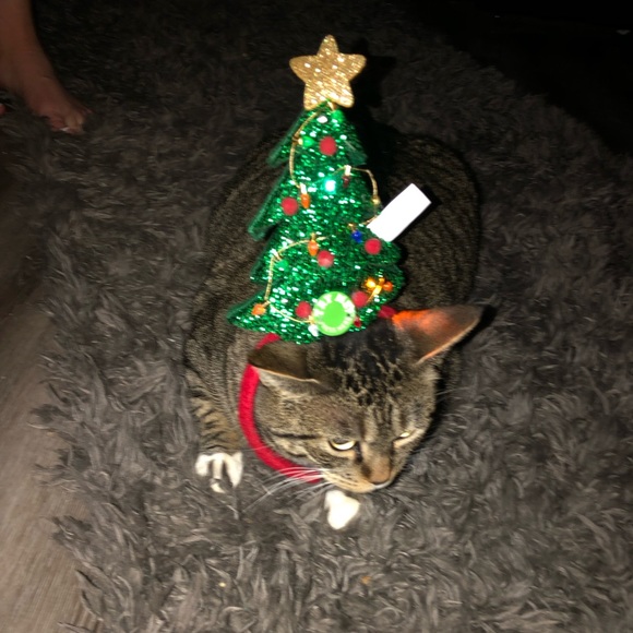 Merry Christmas 🎄😻🎄 - Picture 2 of 3